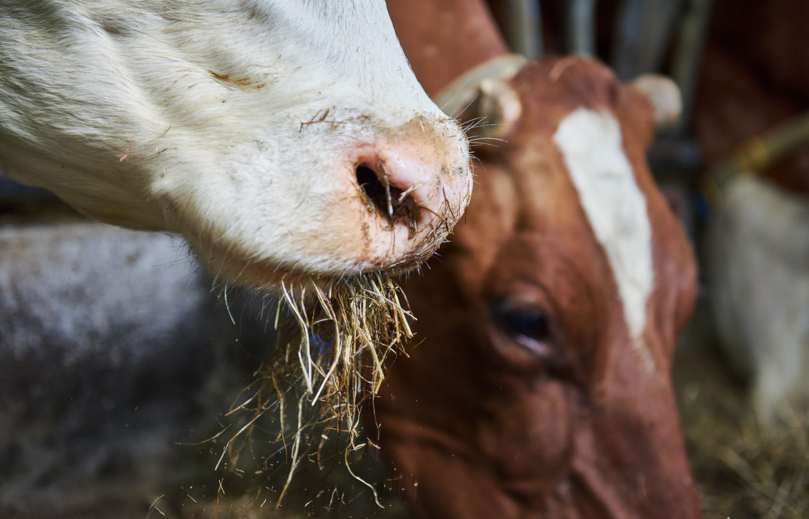 Robotul MOOV Pro 2.0